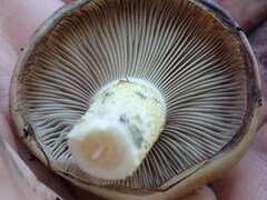 Pholiota velaglutinosa