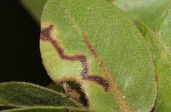 Philodoria splendida