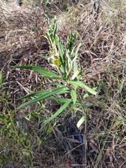 Gomphocarpus physocarpus