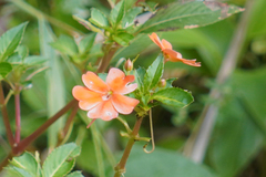 Impatiens hawkeri