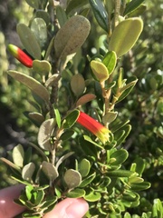 Nematolepis phebalioides