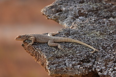 Oplurus quadrimaculatus