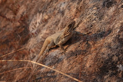 Oplurus quadrimaculatus