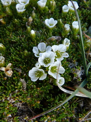 Pseudocherleria macrocarpa