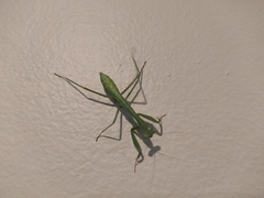 Pseudomantis albofimbriata