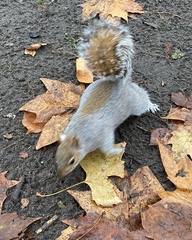Sciurus carolinensis