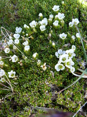 Pseudocherleria macrocarpa