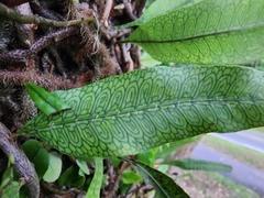 Microgramma squamulosa