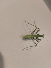 Pseudomantis albofimbriata