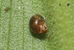 Achatinellidae