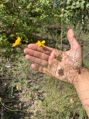 Coreopsis linifolia