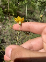 Coreopsis linifolia