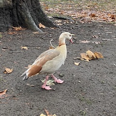 Alopochen aegyptiaca