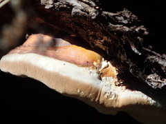 Ganoderma polychromum