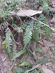 Blechnum parrisiae