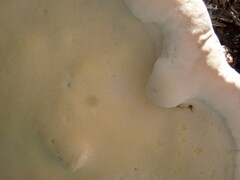 Ganoderma polychromum