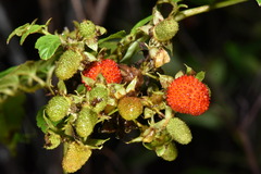 Rubus fraxinifolius