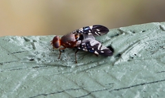 Acanthonevroides basalis