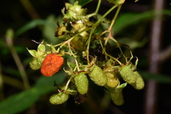 Rubus fraxinifolius