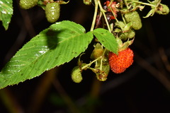 Rubus fraxinifolius
