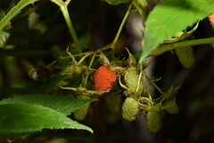 Rubus fraxinifolius