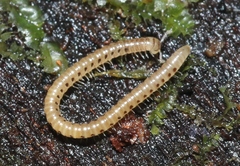 Cylindroiulus britannicus