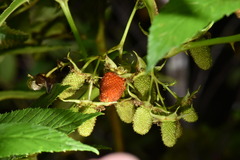 Rubus fraxinifolius