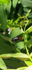 Cacoscelis nigripennis