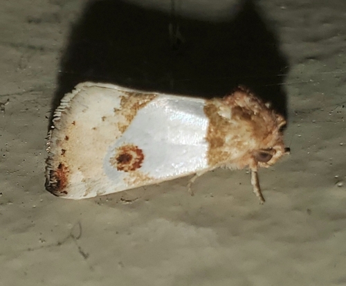 Schinia oculata photo 2