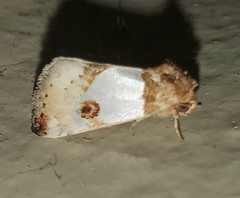 Schinia oculata