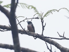 Eurylaimus ochromalus