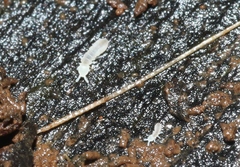 Onychiurinae