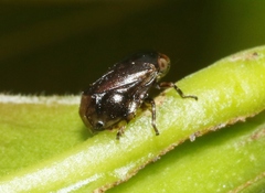 Clastoptera xanthocephala