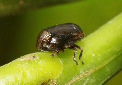 Clastoptera xanthocephala