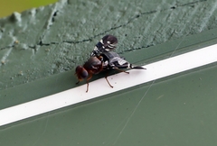 Acanthonevroides basalis