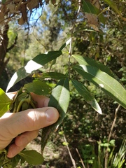 Notelaea longifolia