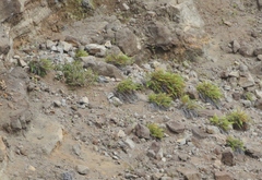 Pityrogramma austroamericana