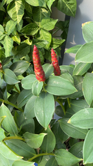 Costus woodsonii