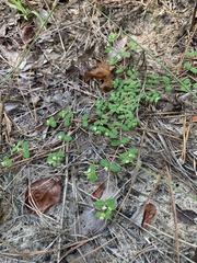 Euphorbia cordifolia