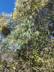 Corymbia tessellaris
