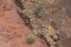 Pityrogramma austroamericana