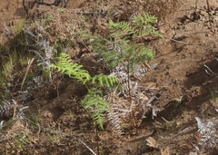 Pteridium aquilinum decompositum