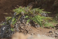 Pityrogramma austroamericana