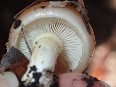 Pholiota velaglutinosa