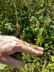 Persicaria decipiens