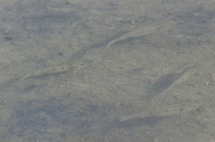 Oreochromis mossambicus