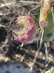 Opuntia × demissa