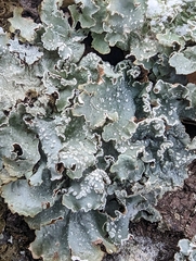 Punctelia jeckeri