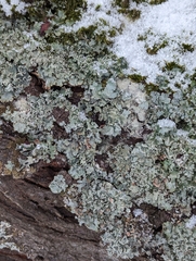 Punctelia jeckeri