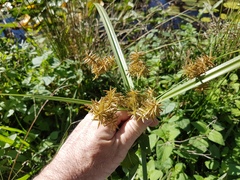 Cyperus exaltatus